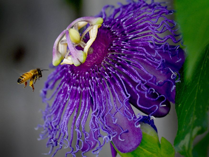 Honeybee approaching a purple passionflower