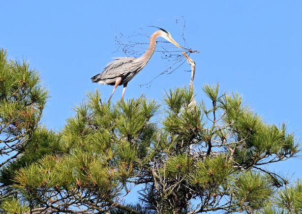 Great blue heron gathering nesting material atop a pine tree